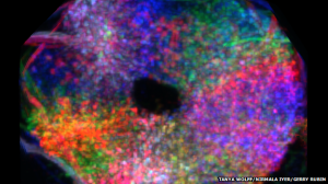 Image of the ellipsoid body (Tanya Wolff, Nirmala Iyer & Gerry Rubin)